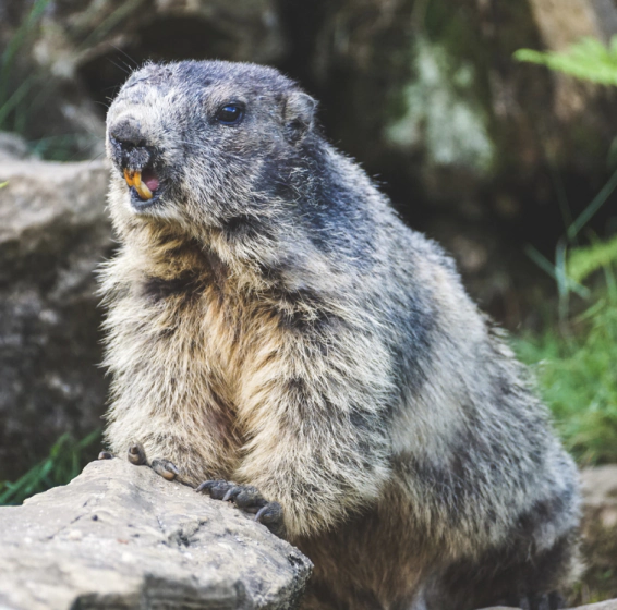 a beaver at the frontyard