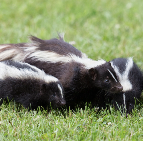 a group of skunks