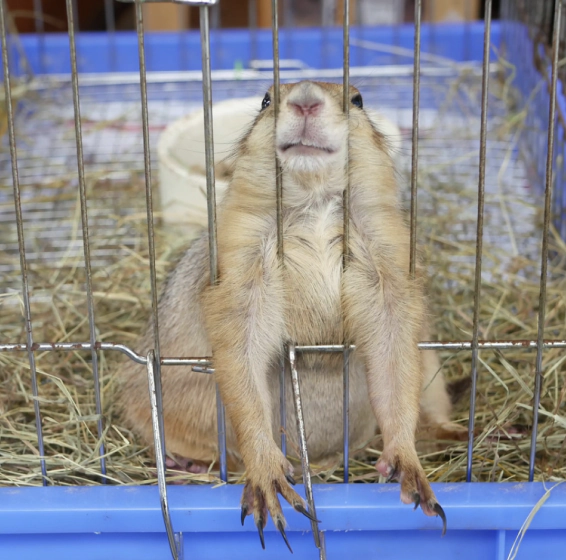 a trapped groundhog