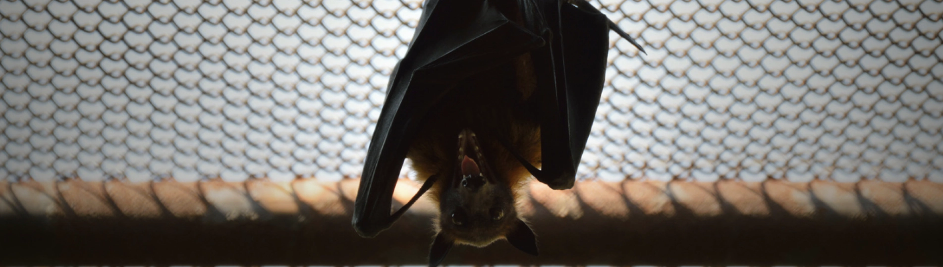 bat inside the cage